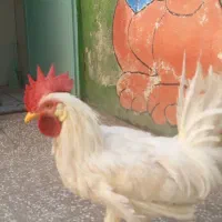 خروش ماشینی ۸ ماهه|حیوانات مزرعه|قم, نیروگاه|دیوار