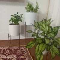 ۳گلدان|گل و گیاه طبیعی|اصفهان, ابر|دیوار