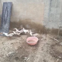 پنج عدد غازماده چاق دونه ایی ۱۵۰۰