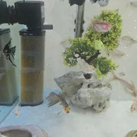 آکواریوم کامل|ماهی|آران و بیدگل, |دیوار