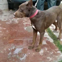 سگ پیتبول|سگ|چهارباغ, |دیوار