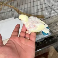 جوجه طوطی کوتوله|پرنده|بم, |دیوار