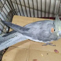 عروس سالمو سرحال