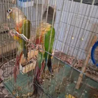 طوطی