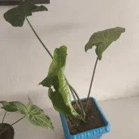 سینگونیوم زیبا شاداب