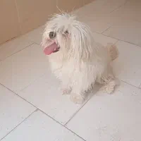 فروش یک عدد سگ خانگی و