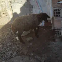 خریدار گوسفند شیر کرده|حیوانات مزرعه|خان ببین, |دیوار