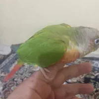 اصل گرینچیک رد|پرنده|برازجان, |دیوار