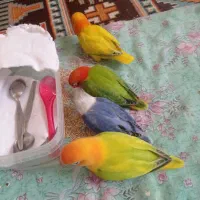میناو کوتوله برزیلی عروس هلندی
