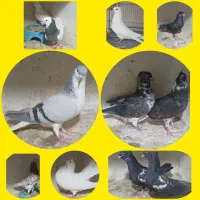 چندجفت کبوتر تزئینی ساعتی درجه۱