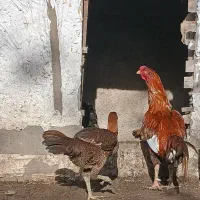 مرغ و خروس لاری و جوجه گلین