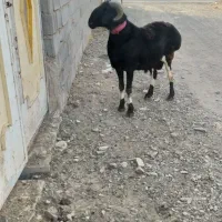 قوچ چینی میش چینی بره قوچ|حیوانات مزرعه|تربت جام, شهرک آزادگان|دیوار