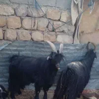 چپش نر|حیوانات مزرعه|اندیمشک, |دیوار