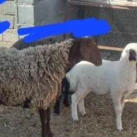 میش وبره
