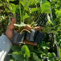 نشانهال توت فرنگی کردستان|خدمات باغبانی و درختکاری|نورآباد ممسنی, |دیوار