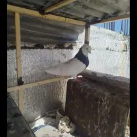 کبوتر شیخ و طوقی حراج مفت مفت