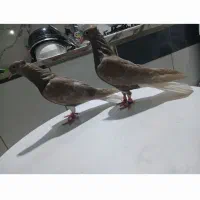 دوتاجوجه دم سفید