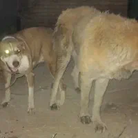 سگ الابای|سگ|گرگان, |دیوار