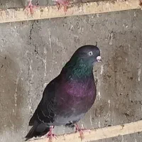 کبوترگرو|پرنده|سنگر, |دیوار