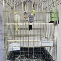 ۳عدد عروس هلندی باقفس