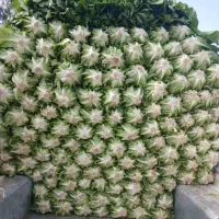 کاهو فله درجه یک قیمت روز|خدمات باغبانی و درختکاری|دزفول, |دیوار