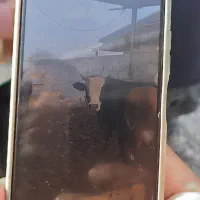 ب یک آدم ماهر منظم و وقت شناس برای کار در قصابی