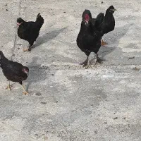 مرغ و خروس گلین مرندی