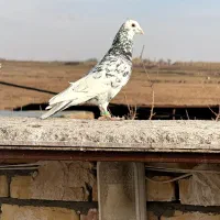 رنگه سار کلاغدم کرواتی تربت حیدریه