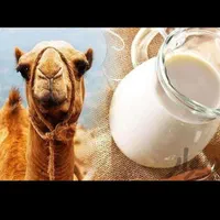 شیرشتر|خوردنی و آشامیدنی|قم, زاویه|دیوار