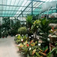 مشاوره و نگهداری گیاهان آپارتمانی و فضای سبز|گل و گیاه طبیعی|مشهد, آبکوه|دیوار