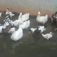 اردک مگ مگی