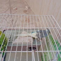 ۳عدد مرغ عشق با لوازم|پرنده|مشهد, خواجه ربیع|دیوار