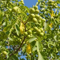 نهال گردو اصلاحشده با رشد سریع