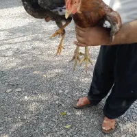 جوجه کبابی
