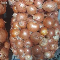 پیاز زرد طلایی|خوردنی و آشامیدنی|پارس‌آباد, |دیوار