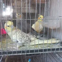 یه جفت مرغ عشق مولدرنگ خاص و3 جفت عروس با جوجش|پرنده|قیدار, |دیوار