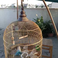 قفس پرنده|لوازم جانبی حیوانات|اصفهان, مارچین|دیوار