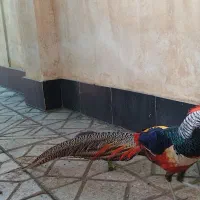 پرنده لیدی بسیار زیبا|پرنده|دره شهر, |دیوار