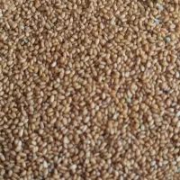 خاکشیر سوپرممتاز|حراج|شیراز, شهرک پردیس|دیوار