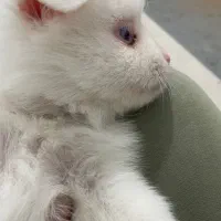 سگ فروشی|سگ|کاشان, راه آهن کاشان|دیوار