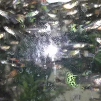 ماهی گوپی|ماهی|شاهرود, |دیوار