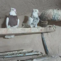 کبوتر فروشی|پرنده|لالجین, |دیوار