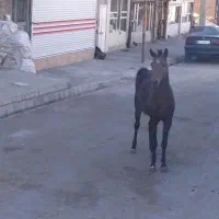 اسب و کره اسب|اسب و تجهیزات اسب‌سواری|باسمنج, |دیوار