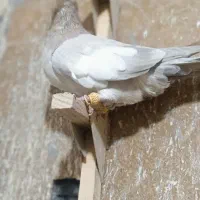 سرک سوسنی شهری|پرنده|شیراز, اکبر آباد|دیوار