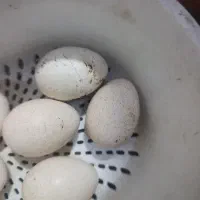 تخم بوقلمون