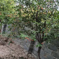 فروش باغچه ۷۰۰ متری|فروش زمین و ملک کلنگی|تهران, باغ فیض|دیوار