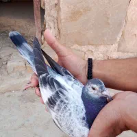 پرنده کبوتر در لالی