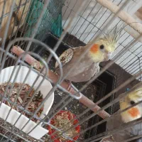 عروس هلندی جوان