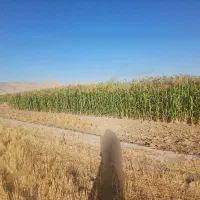 جاروی شهری یکجا|لوازم نظافت|کوهدشت, |دیوار