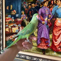 دو عدد ملنگو اهلی توپر وسالم|پرنده|تبریز, |دیوار